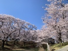 土塁の上の満開の桜…