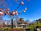 三分咲きの桜と高島城…