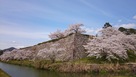 篠山城 桜と石垣と堀…