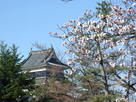 春を迎える松本城…