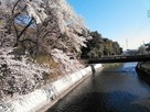 合瀬川と虎口辺りの桜