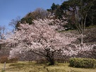 石垣回廊の桜