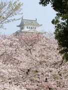 桜の鎧