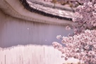 菱の門横の塀と桜…