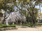 桜満開の公園入口…