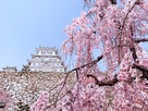 上山里より桜と共に見上げる白鷺城…
