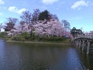 三重櫓と桜と極楽橋…