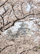桜雲の中の天守閣…