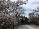 桜と岡口門