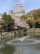 姫路城と桜とお堀(噴水)…