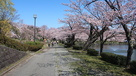 内堀北側の桜並木