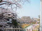 春の城址(追手門と天守台遠景)…