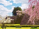 石垣と三種の桜