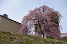 三春町歴史民俗資料館と桜谷枝垂れ桜