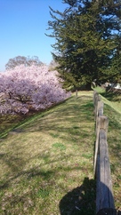 土塁と桜