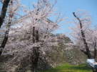 桜のある城址風景
