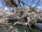 桜の京橋