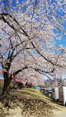 臨時駐車場脇の桜…