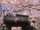 問屋門と桜（近景）