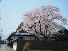 侍屋敷遺構と桜…