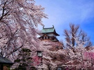 桜満開高島城
