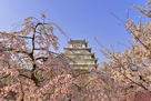 桜に包まれる姫路城…