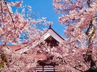 桜と高遠閣
