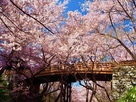 春の桜雲橋