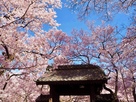 桜と問屋門