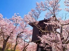 桜と太鼓櫓