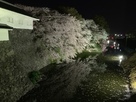 水堀に映える夜桜…