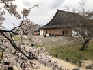 篠山城二の丸御殿と桜…