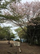 本丸跡と桜