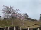 桜咲き始めの掛川城…