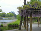 名古屋城と藤の花(紫)…