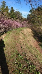 土塁と桜