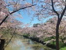 4月pm2:00水堀の桜…