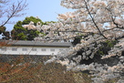 富士見多門櫓と桜　(皇居内から撮影)…