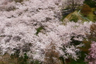 天守台からの桜…