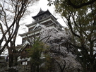 桜満開の広島城天守閣…