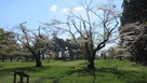 桜吹雪の陣屋跡…