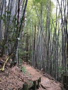 城から清瀧寺への竹林…