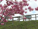 桜と五稜郭タワー…