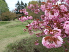 桜と土塁