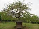 東善寺館の実のなる木…