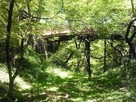 緑の空堀に浮かび上がる桜雲橋…