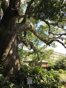 五島庭園内の楠…