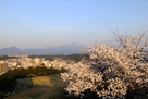 桜と米子城