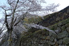 米子城と桜