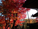 懐古神社の紅葉…